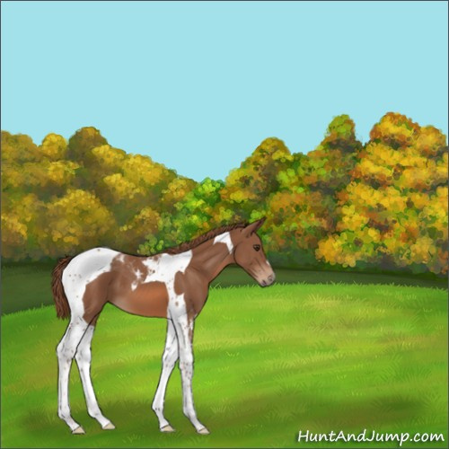Horse Color:Chestnut Tobiano 