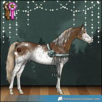 Horse Color:White Spotted Chocolate Palomino 