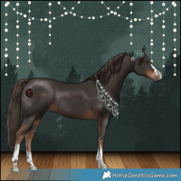Horse Color:Liver Chestnut Rabicano 