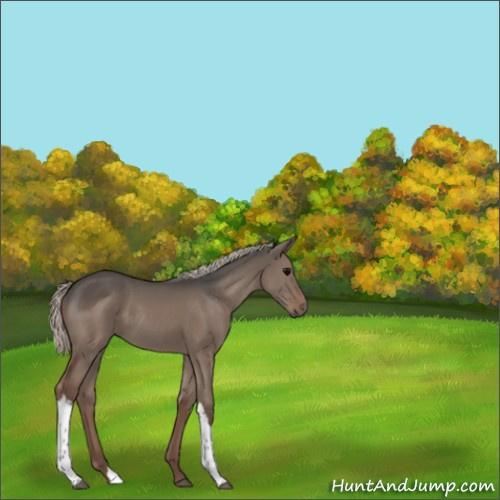 Horse Color:Silver Grullo 