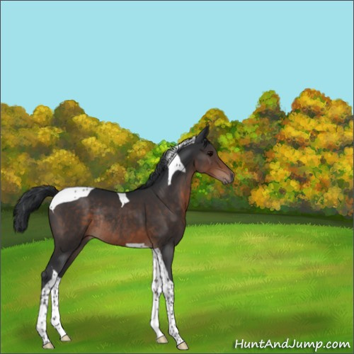 Horse Color:Brown Tobiano Rabicano 