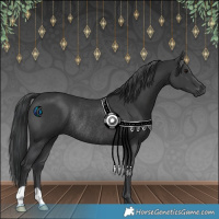 Horse Color:Black Rabicano 