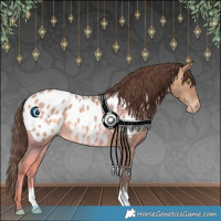 Horse Color:Sable Champagne Appaloosa 
