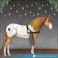 Horse Color:Brown Pearl Appaloosa Rabicano 