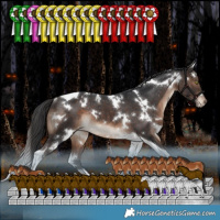 Horse Color:White Spotted Brown Tobiano Appaloosa Rabicano