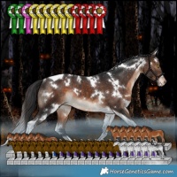 Horse Color:White Spotted Brown Tobiano Appaloosa Rabicano