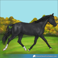 Horse Color:Black 
