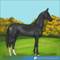 Horse Color:Black 