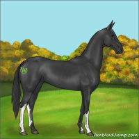 Horse Color:Black 