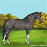 Horse Color:Black 