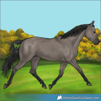 Horse Color:Grullo 
