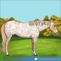 Horse Color:Red Ice Roan Rabicano 