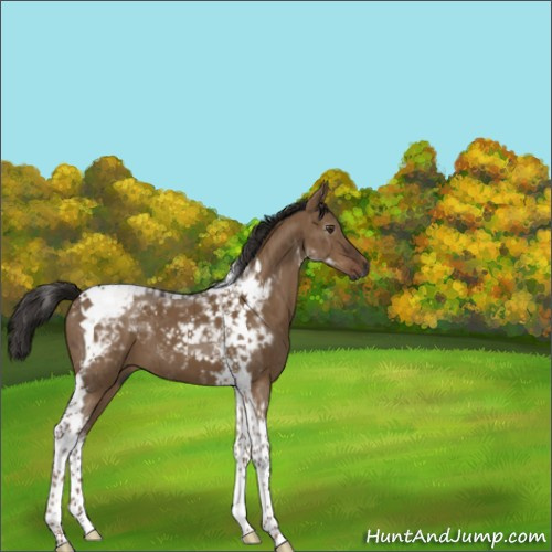 Horse Color:Gray Liver Red Dun Tobiano Brindle 