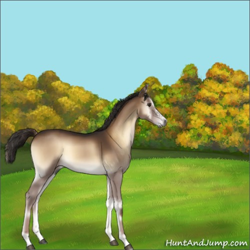 Horse Color:Gray Liver Red Onyx Sabino Splash 