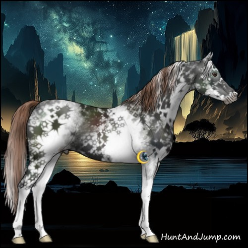 Horse Color:Gray White Spotted Liver Chestnut Splash Appaloosa 