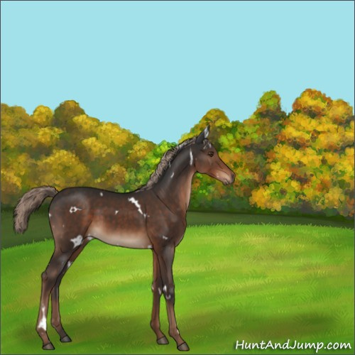 Horse Color:White Spotted Liver Chestnut Rabicano 