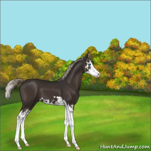 Horse Color:Liver Chestnut Sabino Splash 
