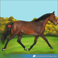 Horse Color:Unknown 