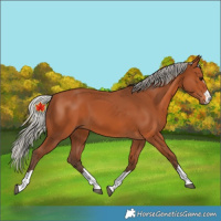 Horse Color:Unknown 