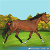 Horse Color:Bay 