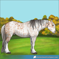 Horse Color:White Spotted Bay Dun Rabicano  and Gray White Spotted Bay Dun Rabicano 
