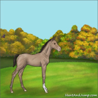 Horse Color:Classic Champagne Roan 
