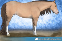 Horse Color:Amber Champagne 