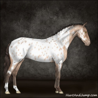 Horse Color:Sable Champagne Roan Appaloosa 