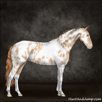 Horse Color:Gold Champagne Tobiano Appaloosa 