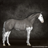 Horse Color:Grullo Splash Rabicano 