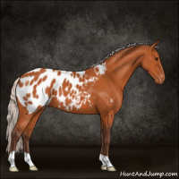 Horse Color:Silver Bay Appaloosa 