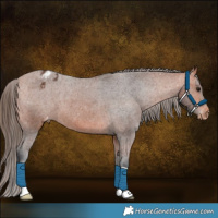 Horse Color:Bay Appaloosa 