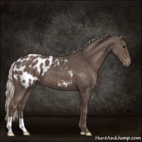 Horse Color:Silver Black Appaloosa