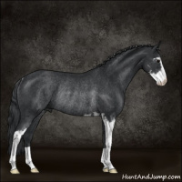 Horse Color:Black Sabino Rabicano