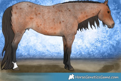 Horse Color:Bay Roan 