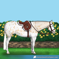 Horse Color:Silver Amber Cream Champagne Splash Appaloosa 
