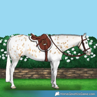 Horse Color:Silver Amber Cream Champagne Splash Appaloosa 