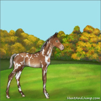 Horse Color:Gray White Spotted Silver Sable Champagne Rabicano 
