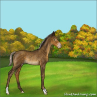 Horse Color:Gray Silver Classic Cream Champagne Rabicano 