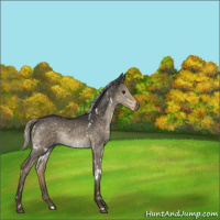 Horse Color:White Spotted Silver Smoky Grullo Rabicano Brindle 