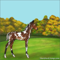 Horse Color:Gray White Spotted Silver Buckskin 