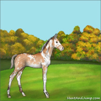 Horse Color:White Spotted Silver Buckskin Splash Rabicano 