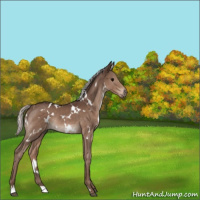 Horse Color:White Spotted Silver Black Rabicano 