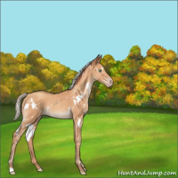 Horse Color:White Spotted Silver Amber Champagne