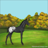 Horse Color:Black Appaloosa 