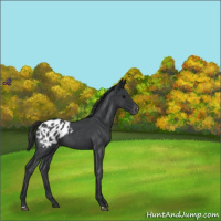 Horse Color:Blue Roan Appaloosa 