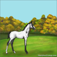 Horse Color:Blue Roan Appaloosa 