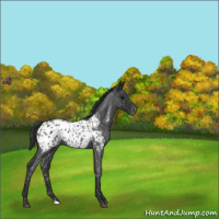 Horse Color:Blue Roan Near Leopard