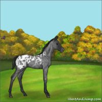 Horse Color:Blue Roan Appaloosa 