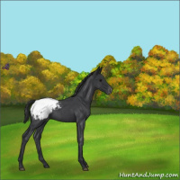 Horse Color:Blue Roan Appaloosa Rabicano 